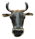 Decoração De Parede Cabeça De Boi Nelore Empalhada