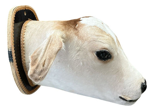 Decoração De Parede Country Cabeça De Bezerro Empalhada